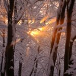 Luminen metsä